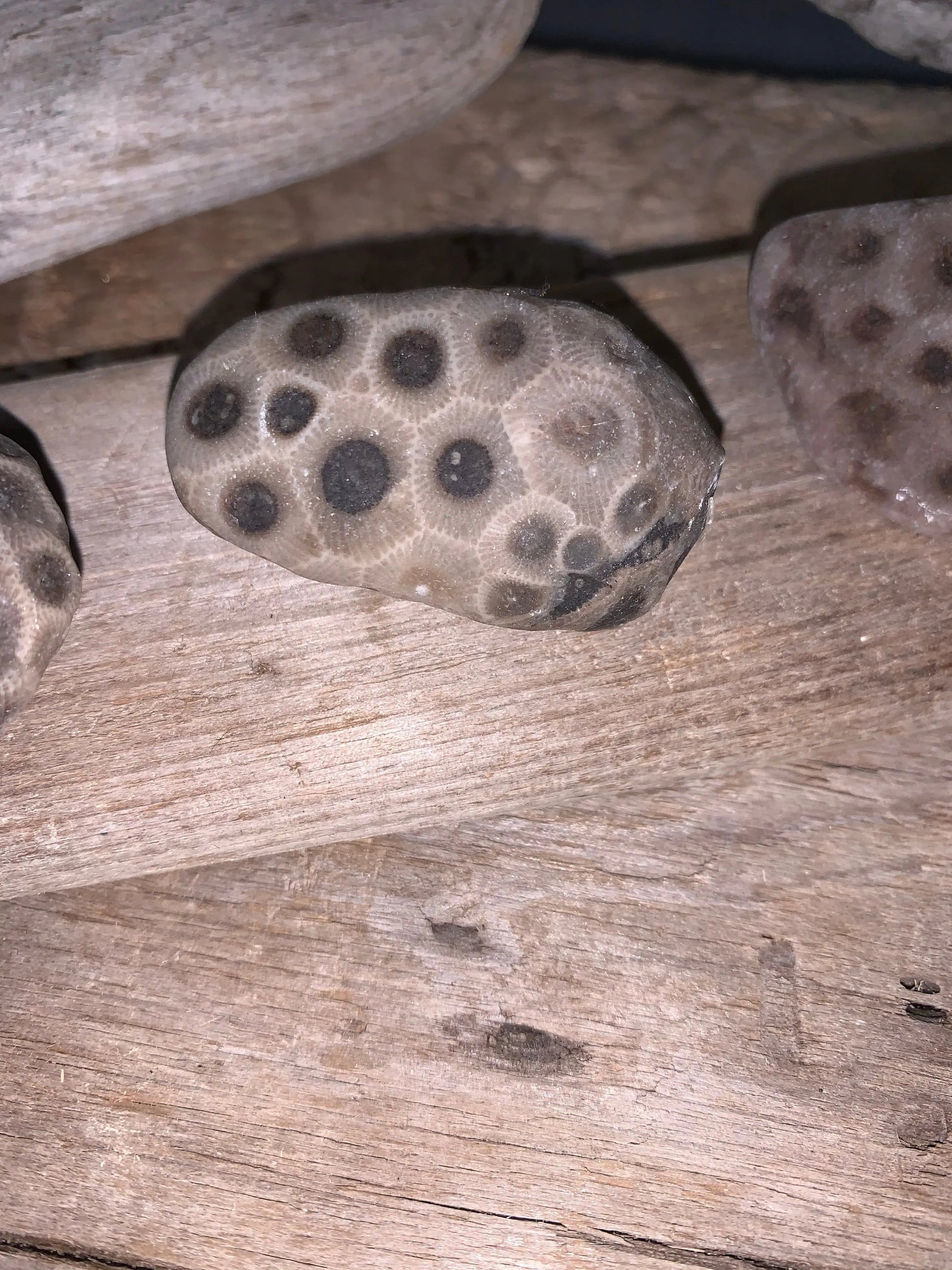 Set of 3 Petoskey Stones & Fossil Chain The Bearded Craftsman US