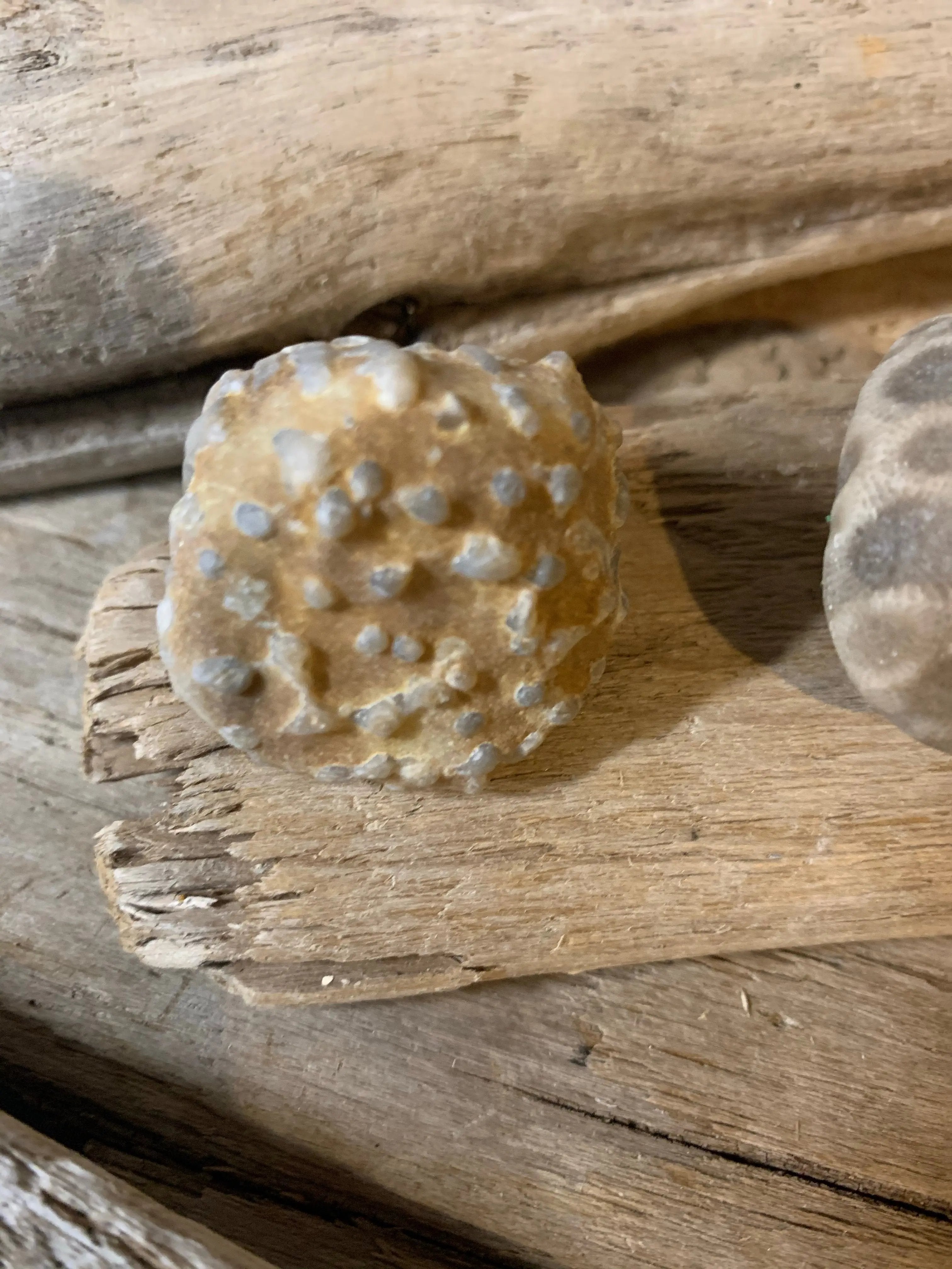 Set of 3 Petoskey Stones & Fossil Chain The Bearded Craftsman US
