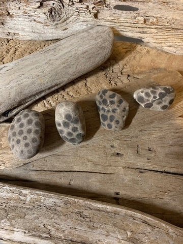 Set of 4 Petoskey Stones